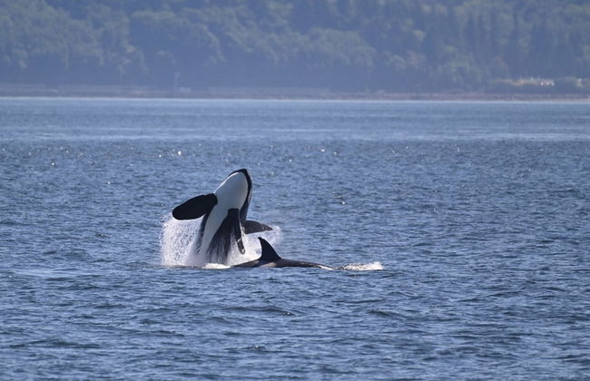 Avistamiento de ballenas en Seattle - Foto 4