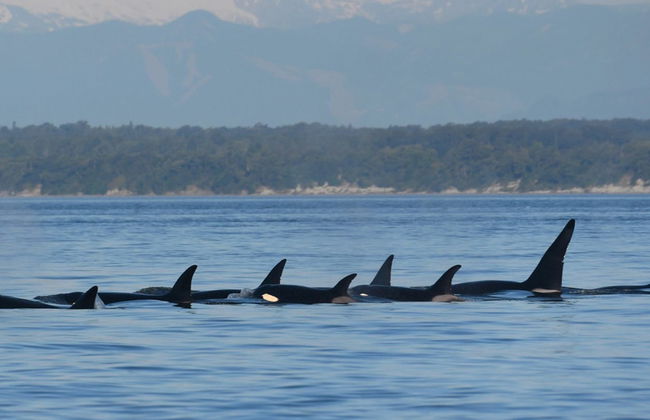 Avistamiento de ballenas en Seattle - Foto 2