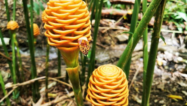 A flora nativa do Taino Valley