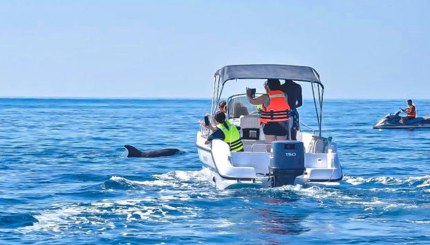 Viendo delfines desde el barco