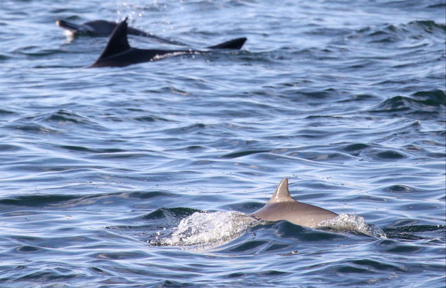 Avistamiento de delfines en Djerba - Foto 6