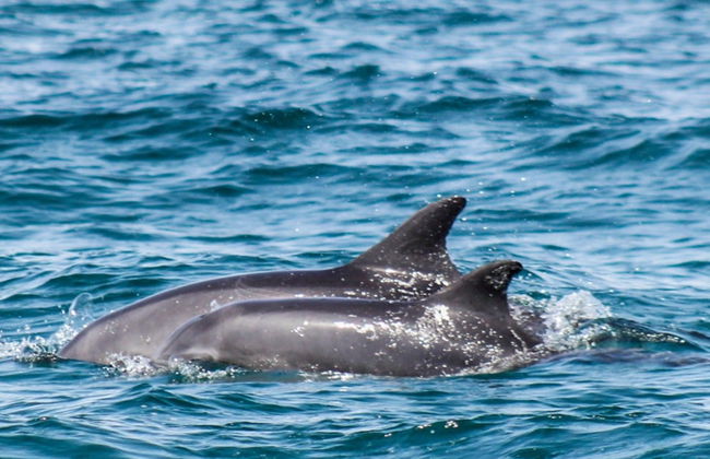 Avistamiento de delfines en Djerba - Foto 8