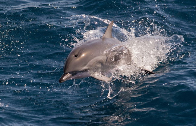 Avistamiento de delfines en Djerba - Foto 5