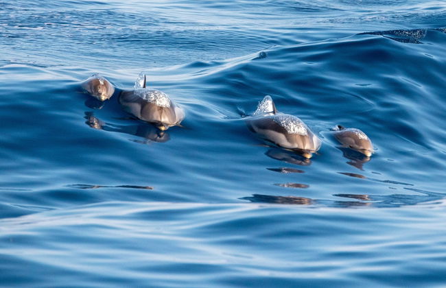 Avistamiento de delfines en Djerba - Foto 7