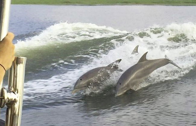 Excursion à Tybee Island + Observation de dauphins - Photo 4