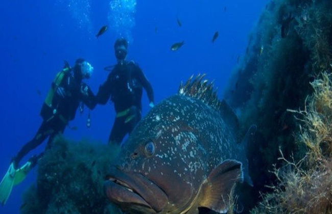 Bautismo de buceo en Santa Ponsa - Foto 5