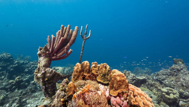 Piskado, Kenepa & Cas Abao Beaches Day Trip - Photo 5