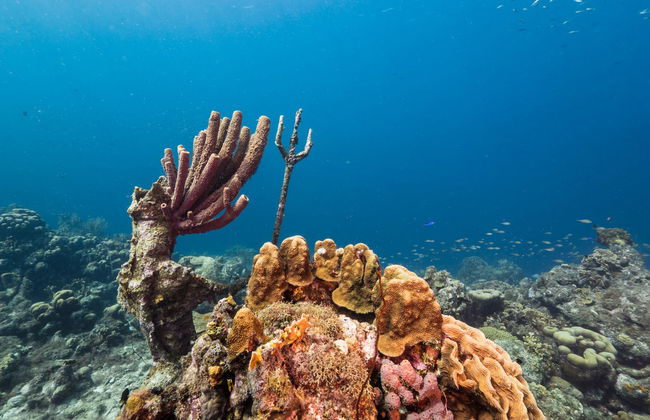 Piskado, Kenepa & Cas Abao Beaches Day Trip - Photo 5