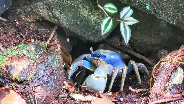 Tour por Abraão, la playa Preta y el Acueducto de Ilha Grande - Foto 3