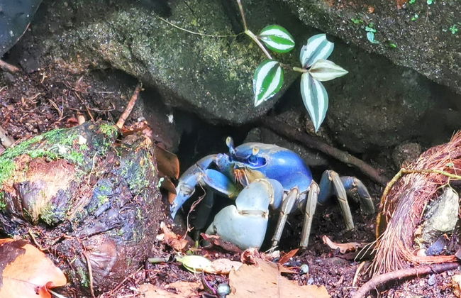 Tour por Abraão, la playa Preta y el Acueducto de Ilha Grande - Foto 3