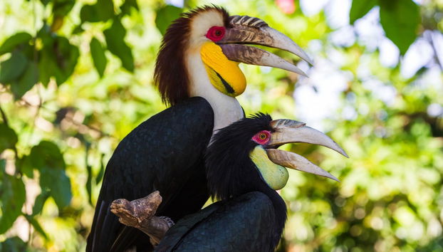 Bali Bird Park Ticket - Foto 2