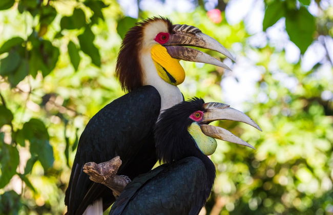 Bali Bird Park Ticket - Photo 2