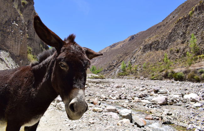 Day Trip to Iruya - Foto 7