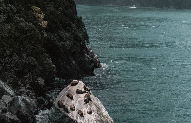 Discover Milford Sound from Te Anau with Lunch - Full-Day Tour - Photo 4