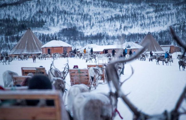 Descubra la historia del pueblo sami con una experiencia en trineo de renos - Tour de medio día - Foto 3