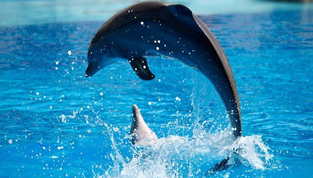 Delfinshow & Schwimmen mit Delfinen - Foto 3