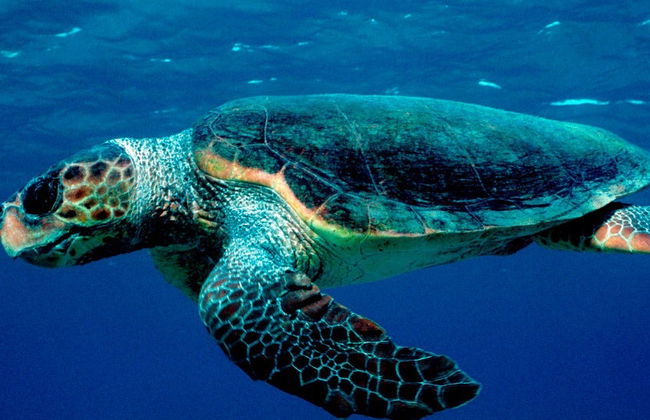 Paseo en barco con fondo de cristal con avistamiento de tortugas - Foto 8