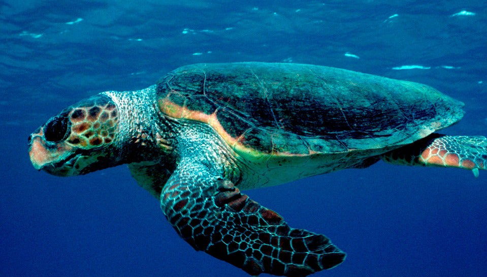 Giro in barca con fondo trasparente + Avvistamento di tartarughe