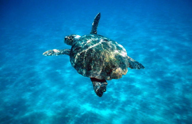 Paseo en barco con fondo de cristal con avistamiento de tortugas - Foto 2