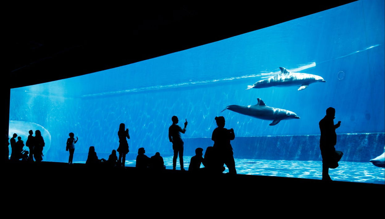 Entrada al Acuario de Génova + Degustación de helado - Foto 1