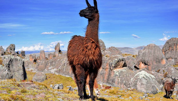 Huayllay National Sanctuary Tour - Photo 3