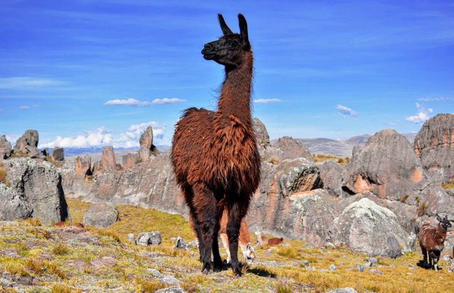 Huayllay National Sanctuary Tour - Foto 1