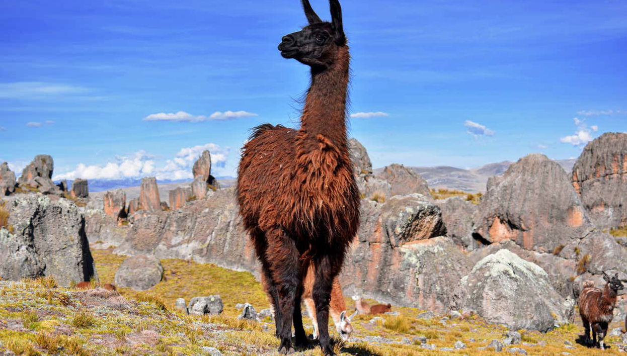 Huayllay National Sanctuary Tour - Foto 1