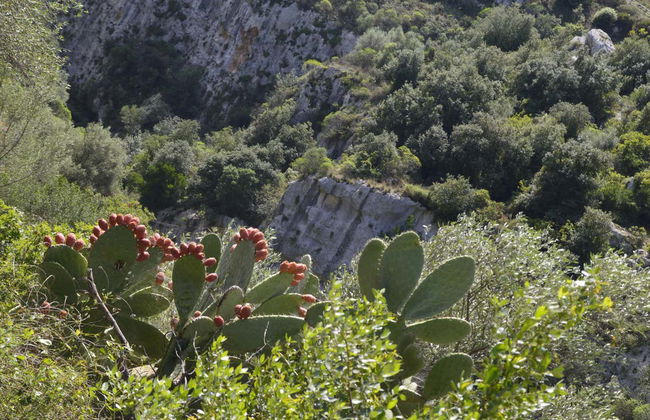 Necropolis of Pantalica Tour + Lunch - Photo 2