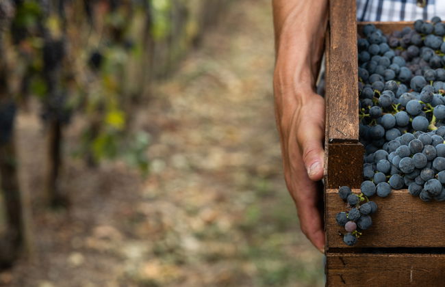 Visita a las bodegas Vionta - Foto 7