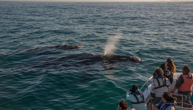 Whale Watching in Knysna - Photo 5