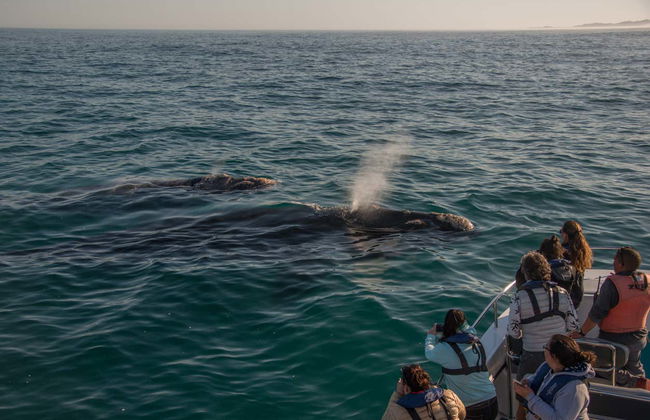 Observation de baleines à Knysna - Photo 5