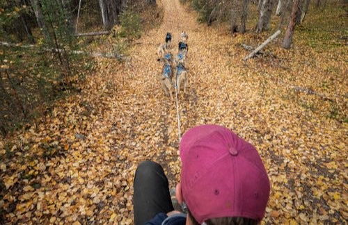 Mushing en Willow, paseo en trineo de perros en verano - Foto 3