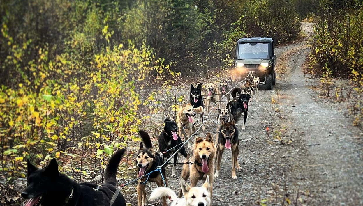 Mushing en Willow, paseo en trineo de perros en verano - Foto 1