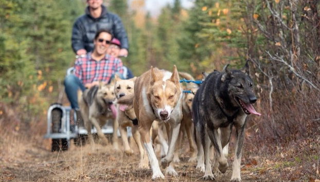 Mushing en Willow, paseo en trineo de perros en verano - Foto 2