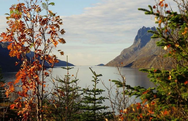 Tour panorámico por los fiordos noruegos en Tesla - Foto 2