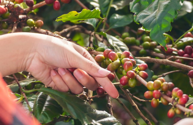 Coffee Tour in Jerico - Photo 7