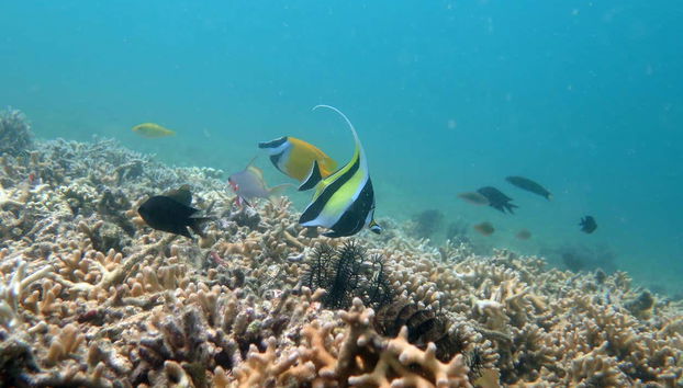 Excursion privée à Gili Layar, Gili Rengit et Gili Gede - Photo 3
