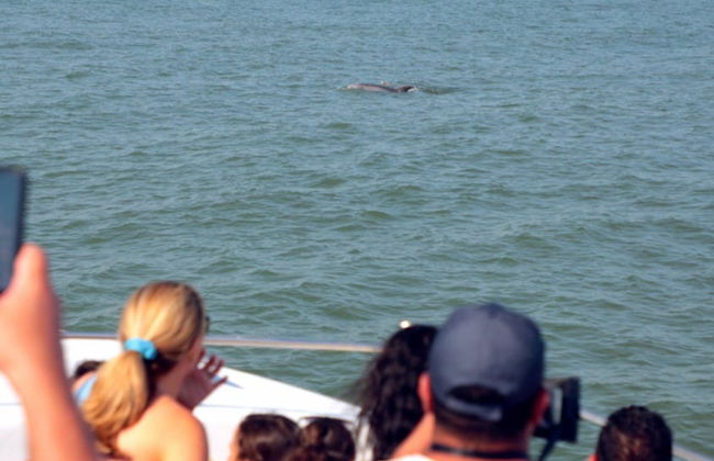 Observation de dauphins à Ocean City - Photo 3