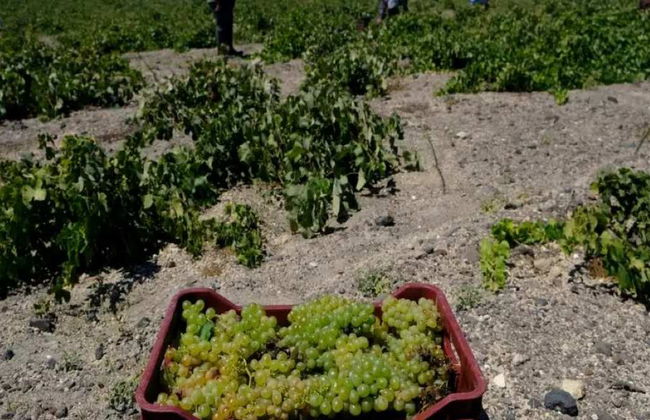 Santorini Atemporal: Um Passeio pela Aldeia e Degustação de Vinhos com Transferências - Tour Privado - Foto 4