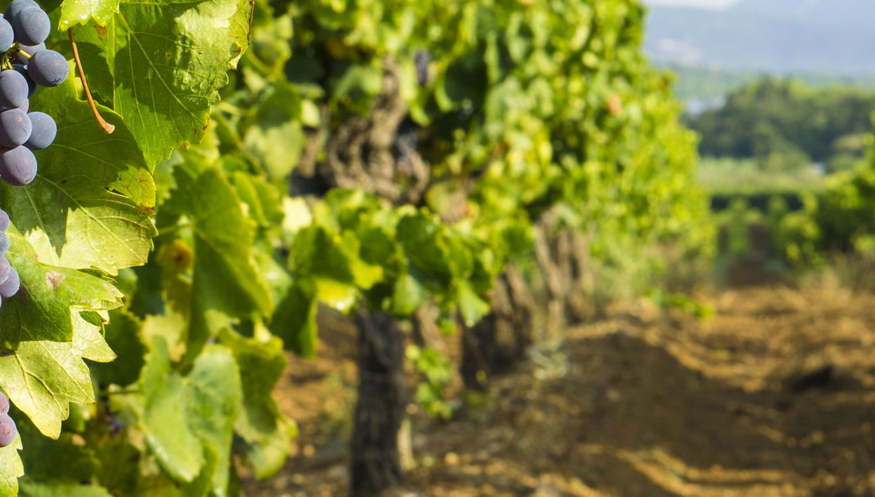 Excursión a las Terrasses du Larzac