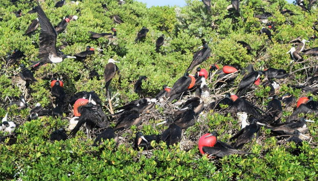 Excursão à ilha de Barbuda - Foto 2