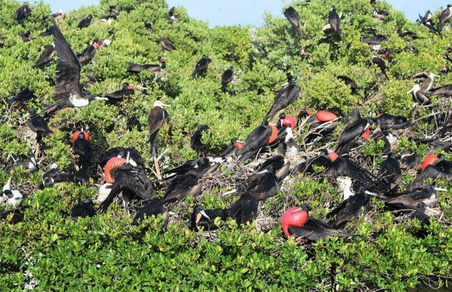 Excursão à ilha de Barbuda - Foto 2