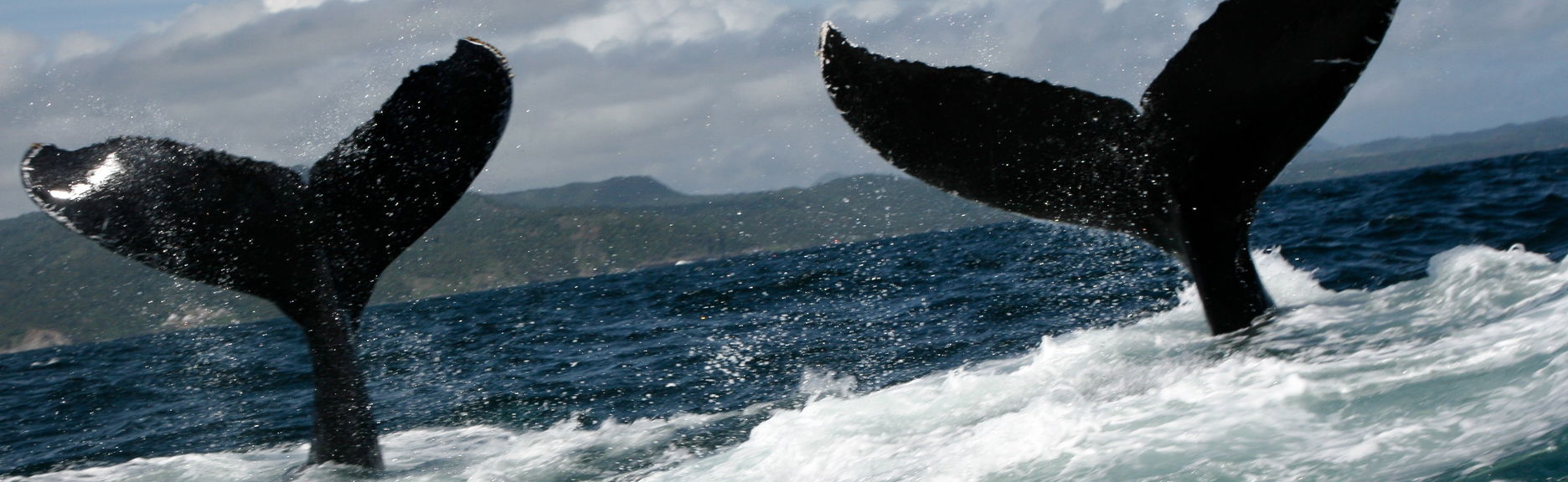 Tour privado de avistamiento de ballenas - Foto 1