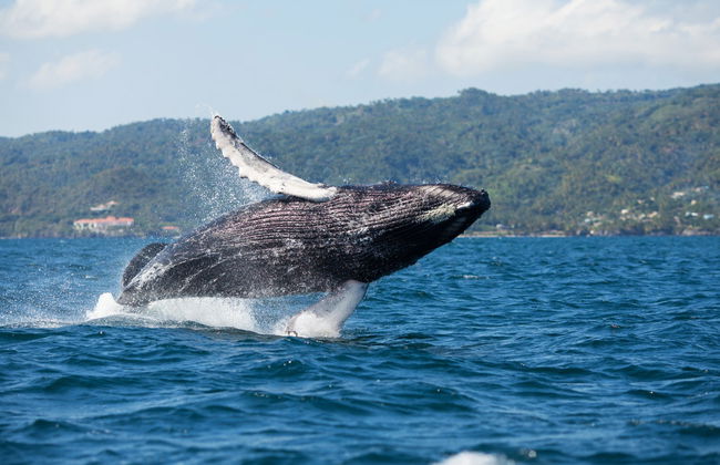 Tour privado de avistamiento de ballenas - Foto 1