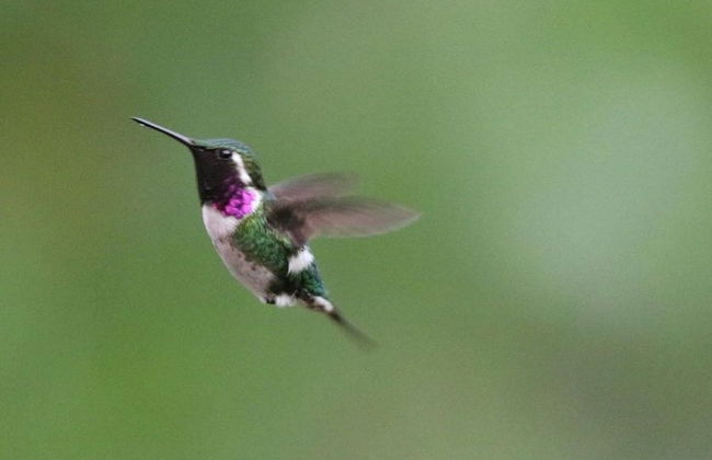 Ayampe River Birdwatching Tour - Foto 1