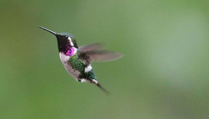 Ayampe River Birdwatching Tour - Photo 1