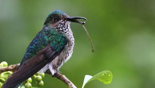 Ayampe River Birdwatching Tour - Photo 3
