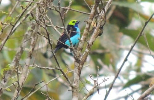 Observation des oiseaux du fleuve Ayampe - Photo 2