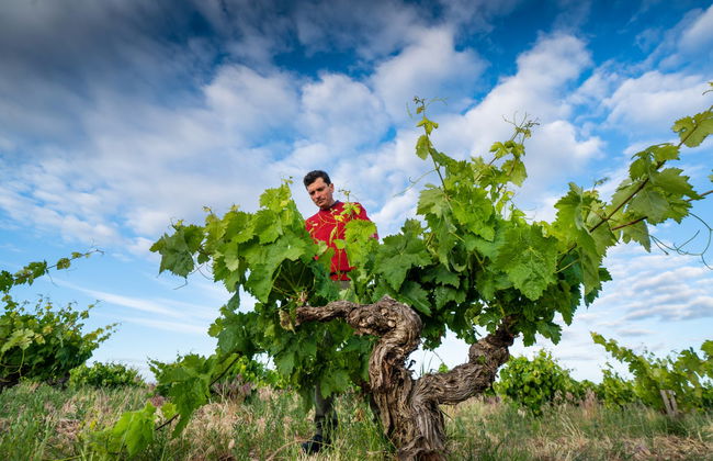 Finca Torremilanos Winery Tour + Tasting - Foto 2