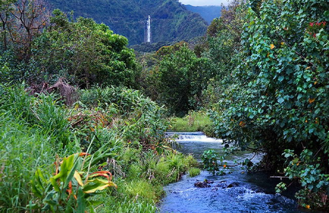 Hana Rainforest Experience - Photo 2
